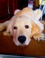 看板犬の「ポンク」です♪