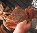 かにしゃぶキッチンのおすすめ料理1