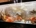 活、鮮魚水槽！