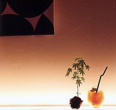 ロクマルキッチンの雰囲気3