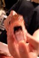 料理メニュー写真&nbsp;『刺身』佐渡沖!! のどくろ刺し
