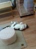 猫カフェ にゃんぱんちのおすすめポイント1