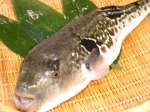 寿司 割烹 ふぐ 井の上