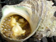 つくし 和食のおすすめ料理3