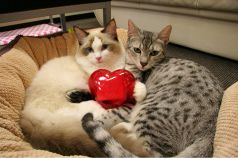 きてぃぼっくす 猫カフェの写真