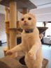 ミルキー Milky 猫カフェのおすすめポイント1