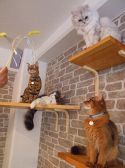 ミルキー Milky 猫カフェの雰囲気2