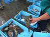 港町神戸のやたらと魚が旨い店 ウオサンジのおすすめポイント1