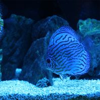 ディスガスがお出迎え♪