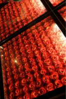 真紅の薔薇に囲まれて・・