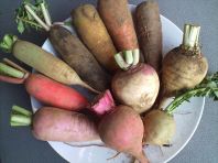 ！野菜！やさい！ワイン！