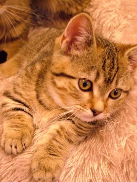 ねこカフェ なるのおすすめ料理1