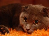 ねこカフェ なるのおすすめ料理2