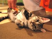 ねこカフェ なるのおすすめ料理3