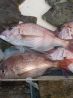 鯛食道 西区 京町堀のおすすめポイント3