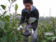 自社農場でとれた野菜たち