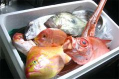 料理メニュー写真&nbsp;本日の鮮魚料理　　産地から届いた鮮魚をお好きな調理法でどうぞ。