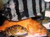 海山 天ぷら 天然活魚料理の写真