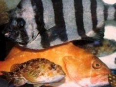 海山 天ぷら 天然活魚料理の写真