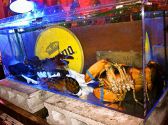 水槽にはロブスターや旬の活魚が泳ぐ◎