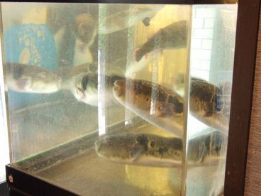 あの時のふぐ…ふぐとらの雰囲気1