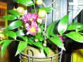 店内を飾る生花がお客様をお迎えいたします
