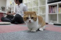 マンチカンのちゃお♪君
