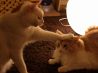 キャット Cat カフェ ねころびのおすすめポイント1