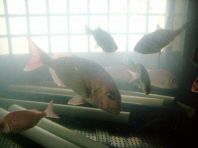 いけすの新鮮魚介