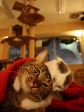 キャット Cat カフェ ねころびの雰囲気1