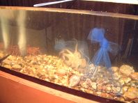 いけすには新鮮な魚介類