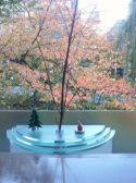落ち葉で一杯！（秋には桜の紅葉で）