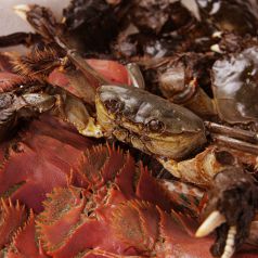 料理メニュー写真 今朝獲れ鮮魚