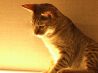 猫カフェ きゃりこ 新宿店のおすすめポイント3