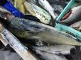 新鮮な魚は毎日漁師さんから