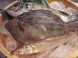 築地直送の鮮魚