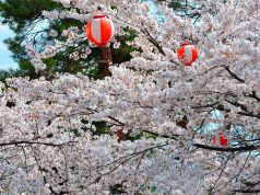 城山花見茶屋 鶴亀の写真