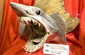 入り口を飾るアオザメが圧巻
