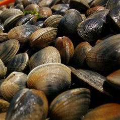 料理メニュー写真&nbsp;３～７月と９～１１月にかけて漁が行われるアサリは、他産地に比べて大粒なのが特徴