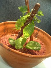料理メニュー写真&nbsp;錯覚デザート　植木鉢