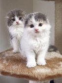 猫カフェ キャットマジック 新宿3丁目店の雰囲気2