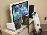 キャット Cat カフェ ねころびの雰囲気3