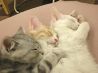 キャット Cat カフェ ねころびのおすすめポイント2