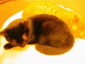 アローズ猫カフェの雰囲気1