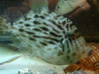 天草産天然の魚