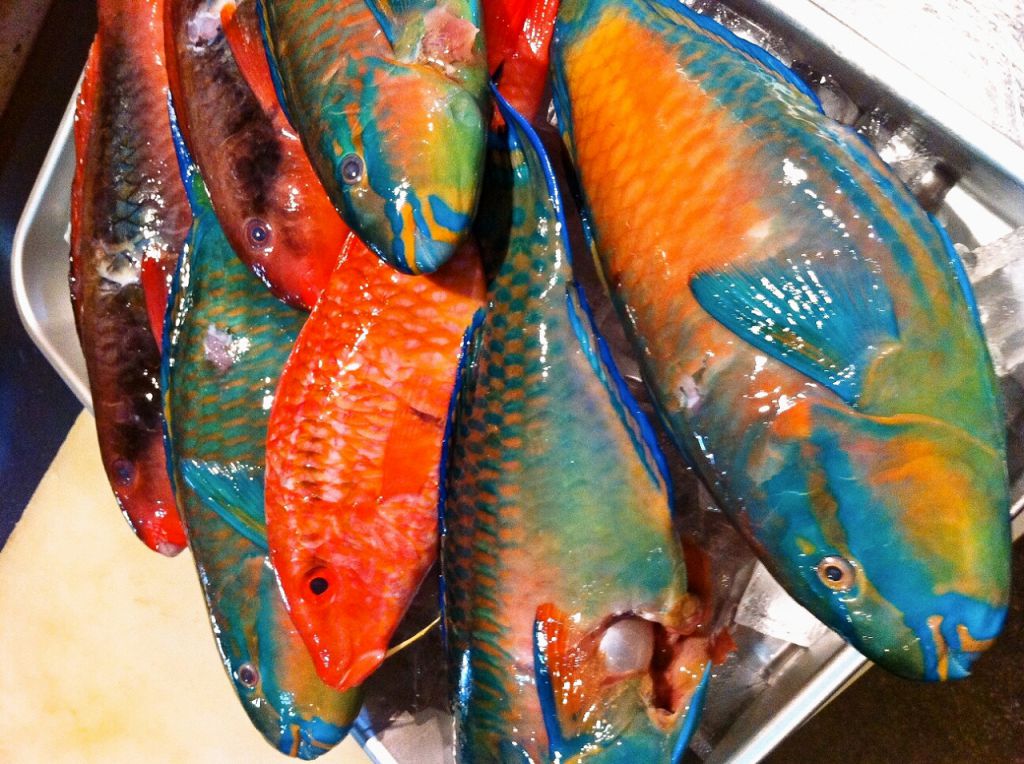 【お刺身三点盛り】その日仕入れた鮮魚をお刺身に！
