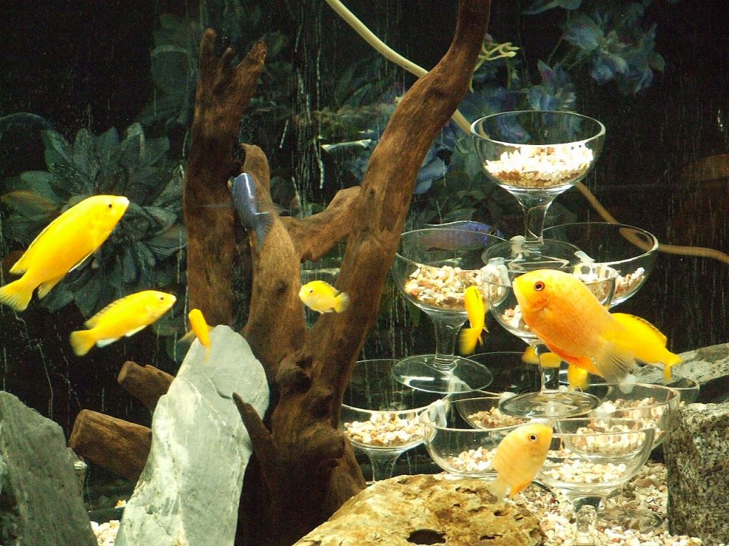 店内の水槽で泳ぐキレイな熱帯魚に心が癒されます♪