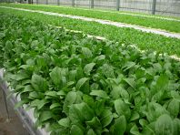 採れたての新鮮野菜