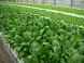 採れたての新鮮野菜