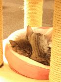 猫カフェ きゃりこ 新宿店の雰囲気3
